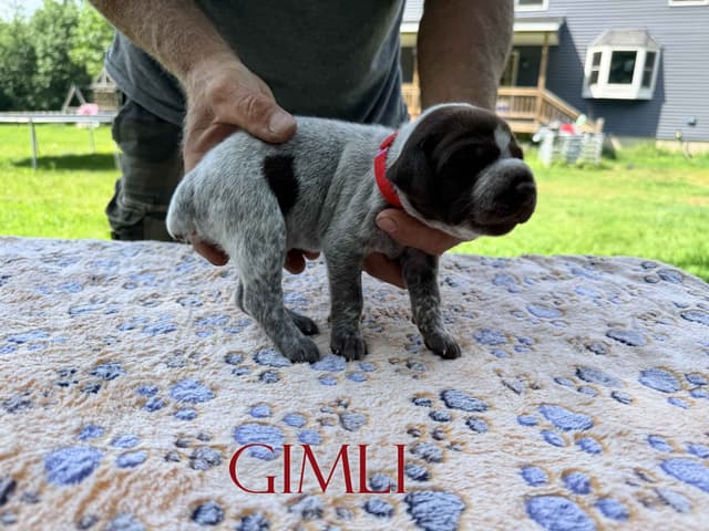 German Shorthaired Pointer Puppies media 2