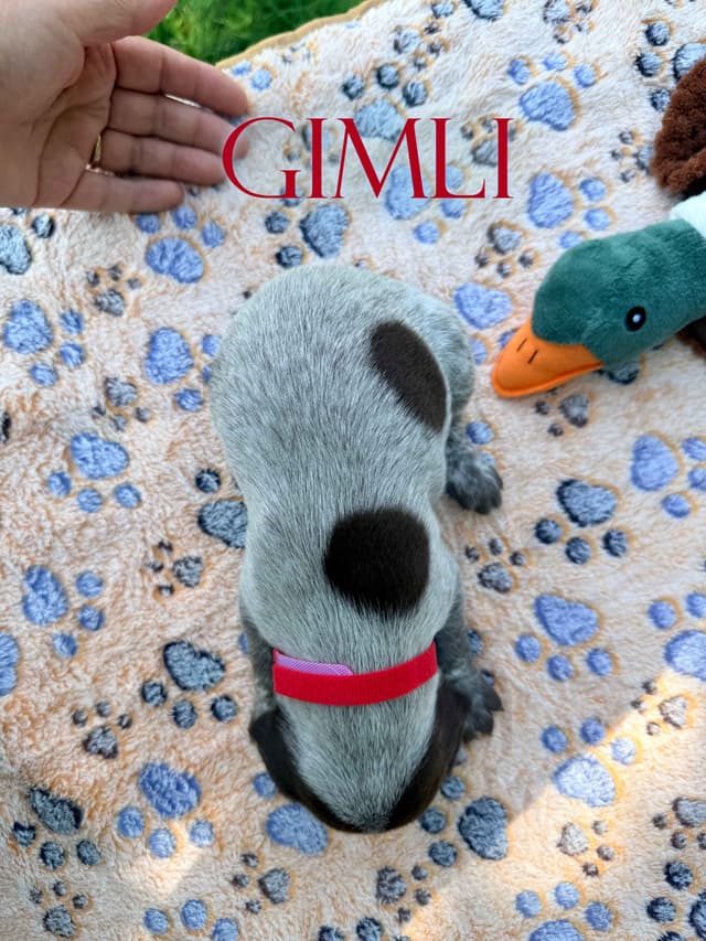 German Shorthaired Pointer Puppies media 3