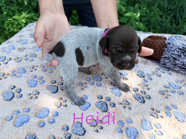 German Shorthaired Pointer Puppies media 11