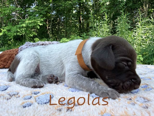 German Shorthaired Pointer Puppies media 12