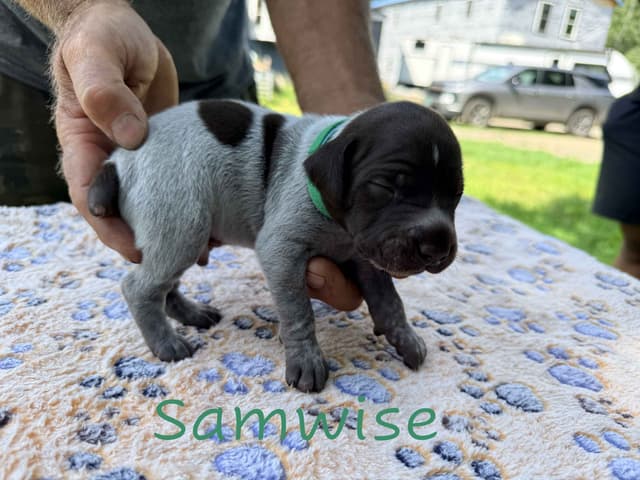 German Shorthaired Pointer Puppies media 19
