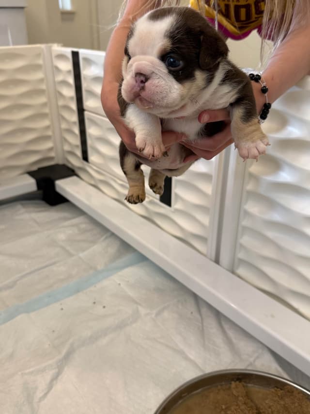 English Bulldog Puppies media 2