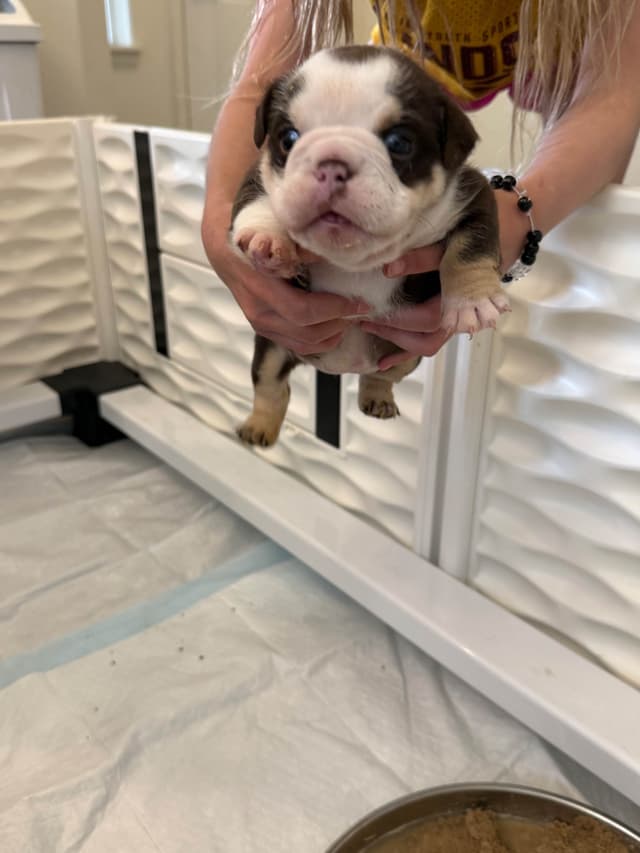 English Bulldog Puppies media 3