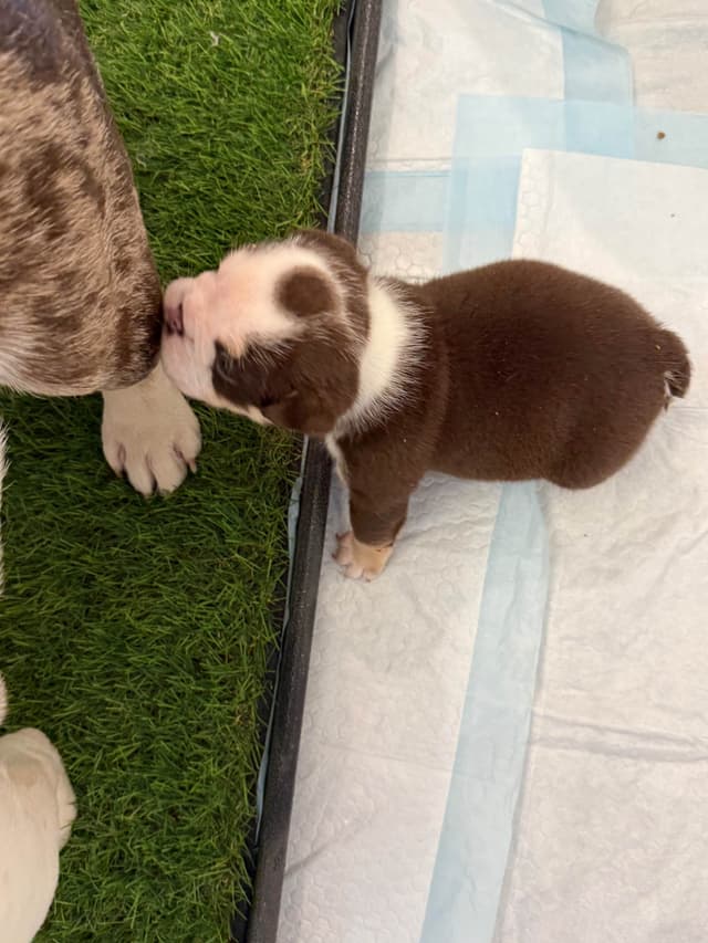 English Bulldog Puppies media 5