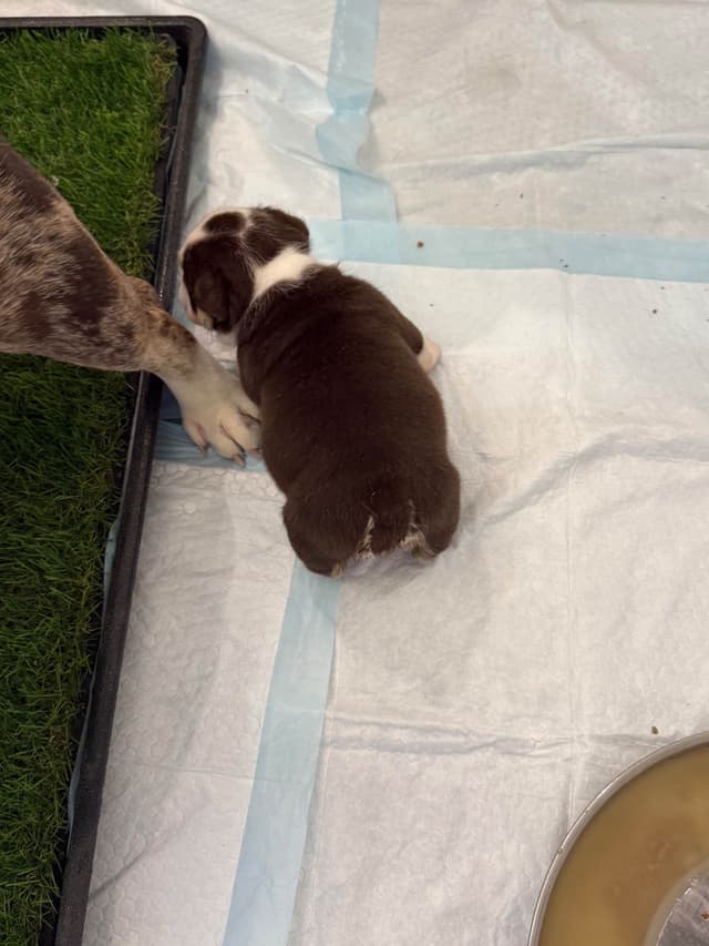 English Bulldog Puppies media 4
