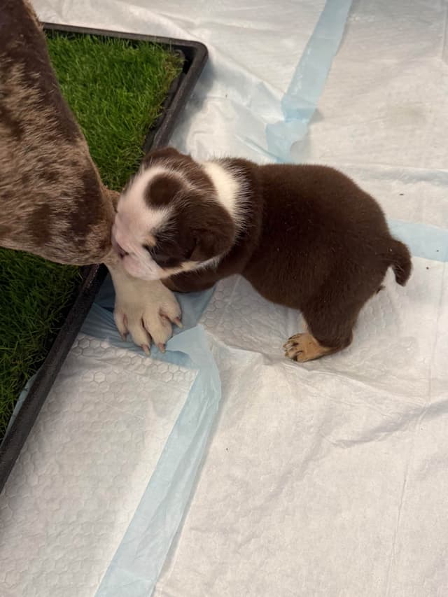 English Bulldog Puppies media 6