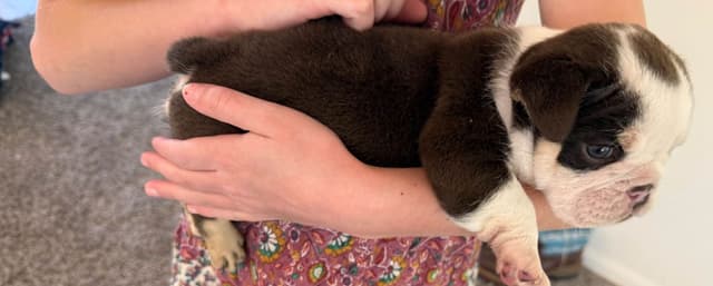 English Bulldog Puppies media 7