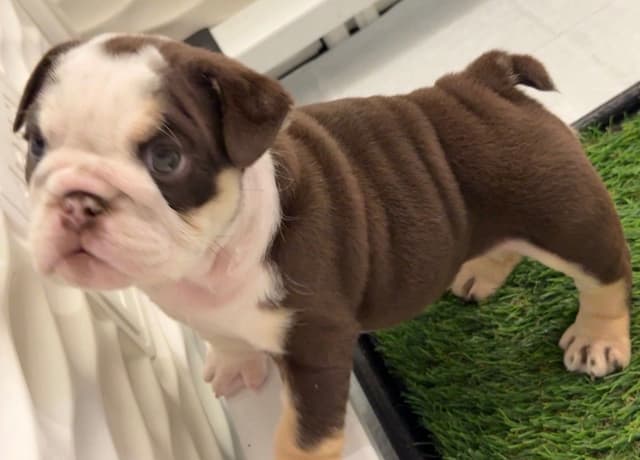 English Bulldog Puppies media 8