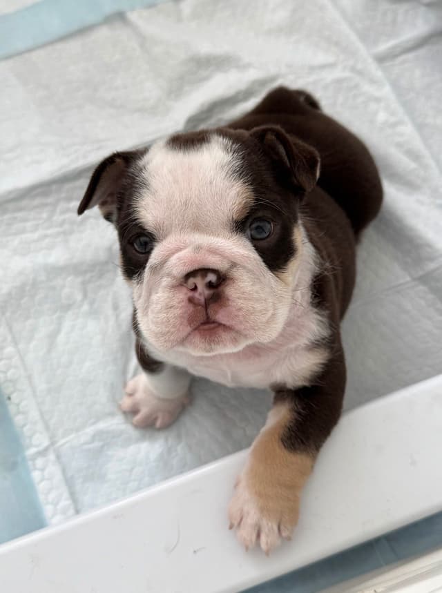 English Bulldog Puppies media 9