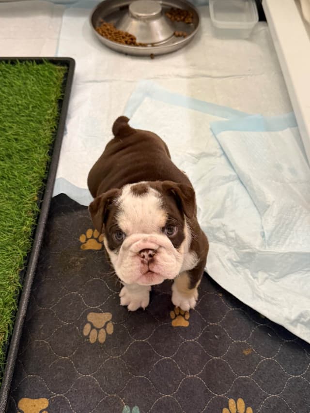 English Bulldog Puppies media 10