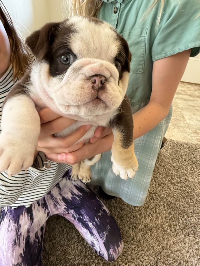 English Bulldog Puppies media 11