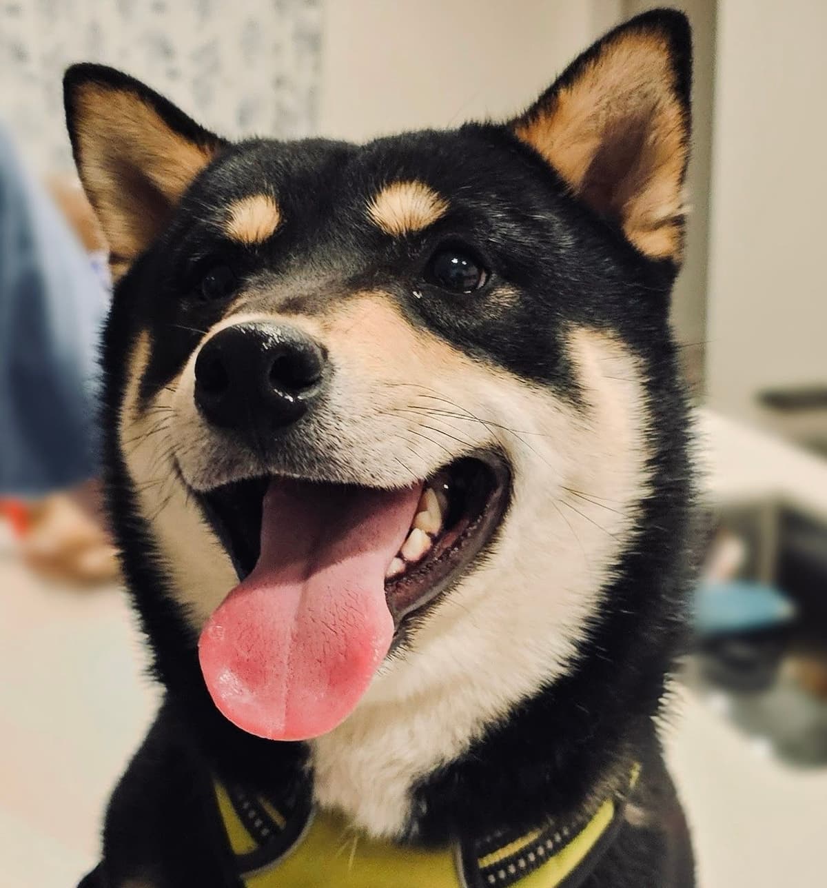 Shiba Inu Puppies breeder image 1