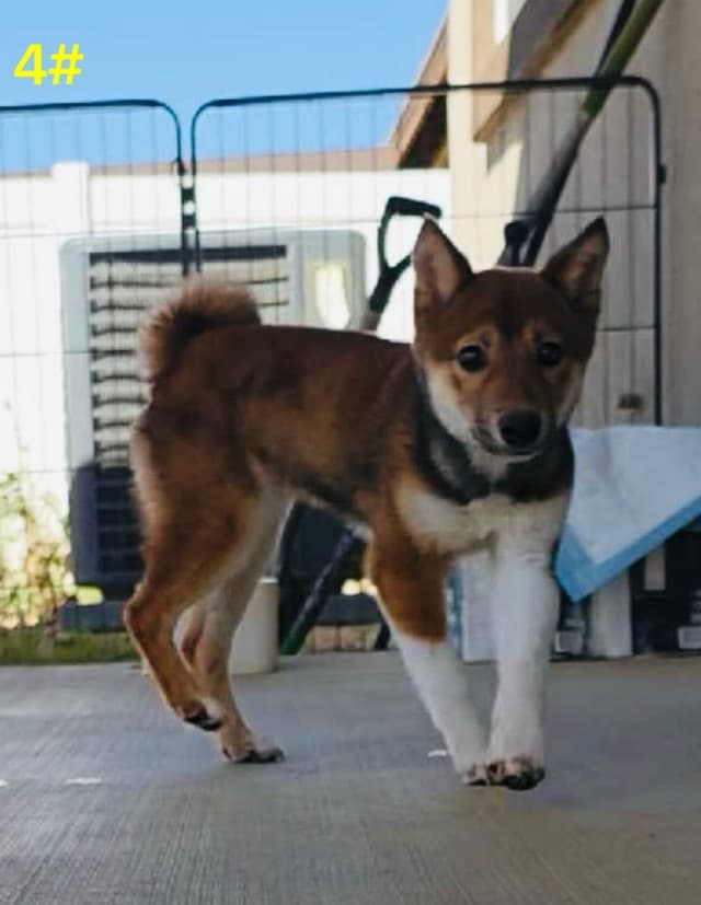 Ready to Go! Fully Vaccinated Shiba Inus media 2