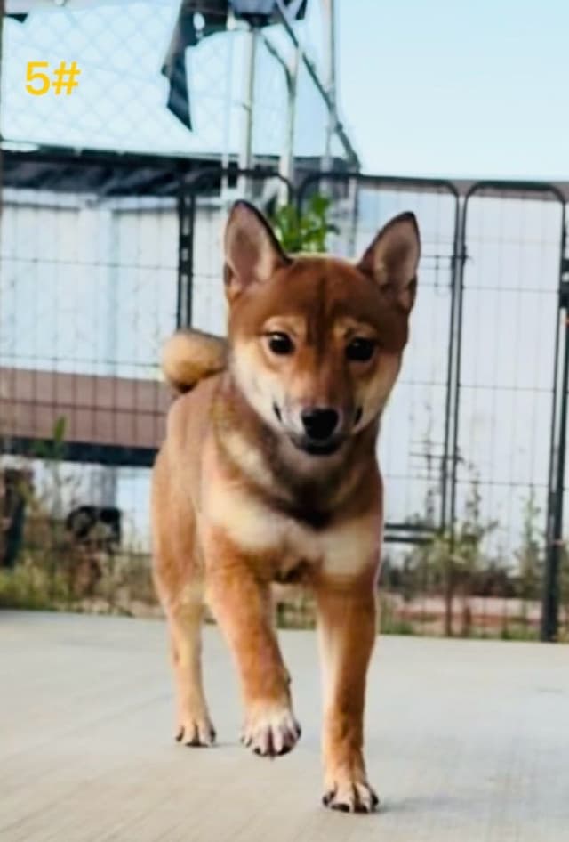 Ready to Go! Fully Vaccinated Shiba Inus media 3