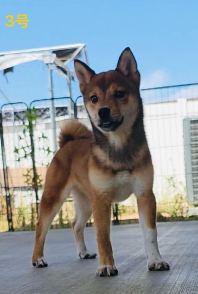 Ready to Go! Fully Vaccinated Shiba Inus media 4