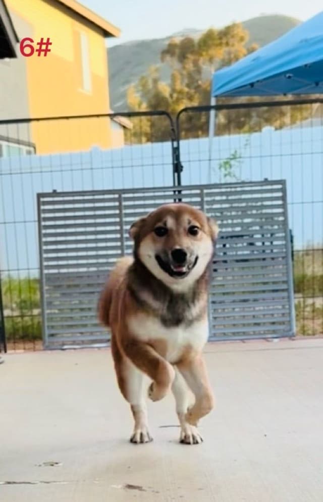 Ready to Go! Fully Vaccinated Shiba Inus media 6