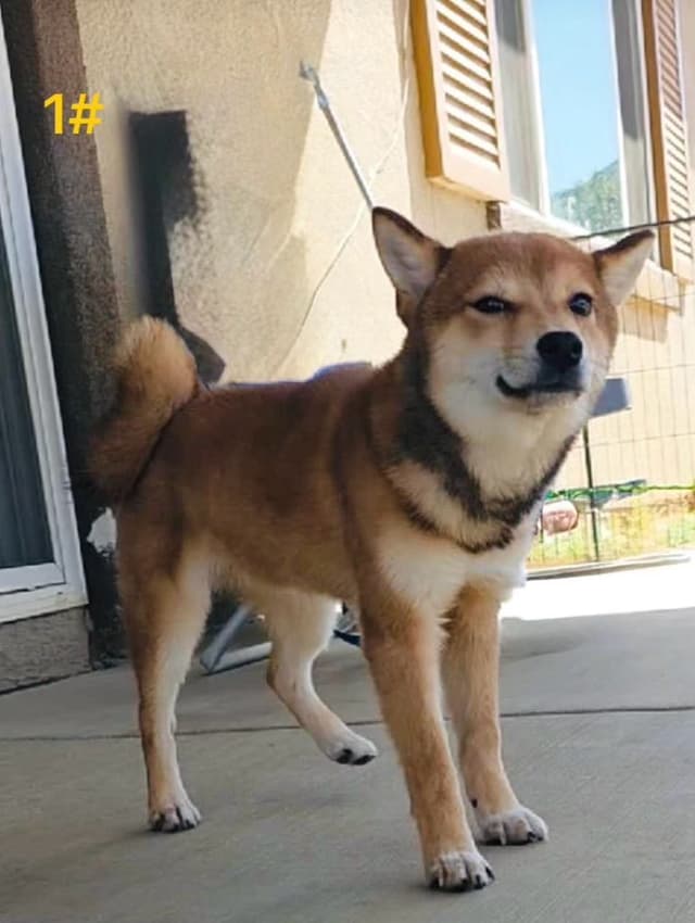Ready to Go! Fully Vaccinated Shiba Inus media 5