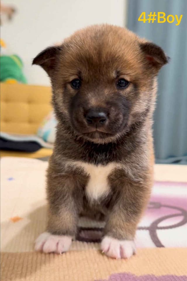 Shiba Inu Puppies media 3