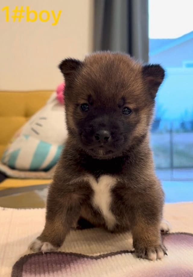 Shiba Inu Puppies media 5