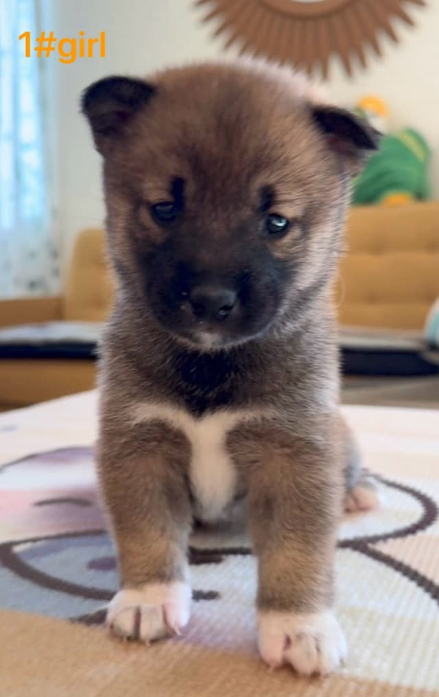 Shiba Inu Puppies media 2