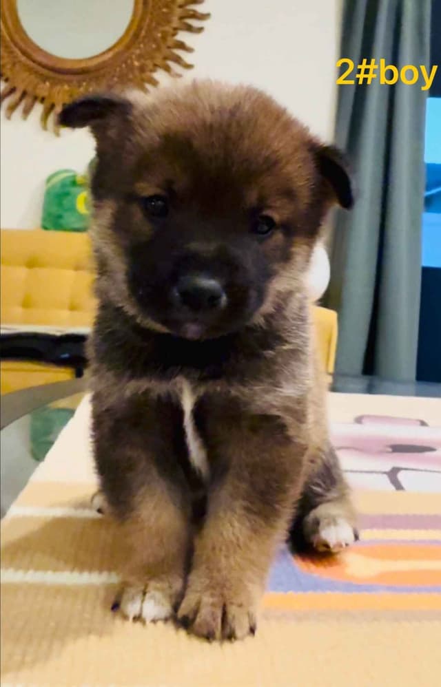 Shiba Inu Puppies media 8