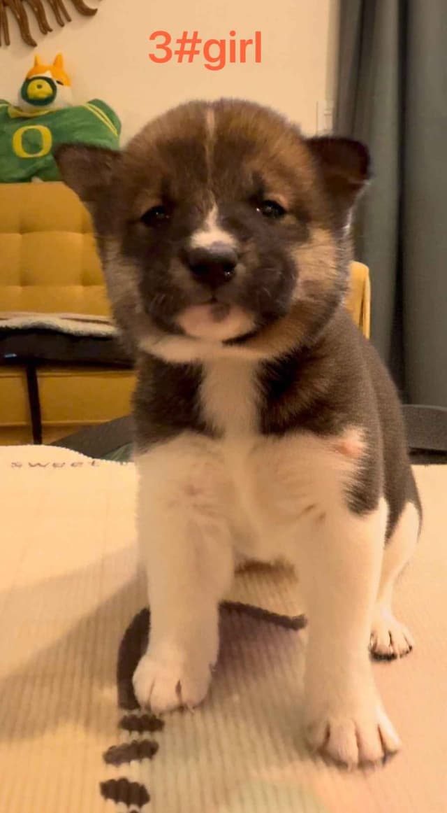 Shiba Inu Puppies media 9