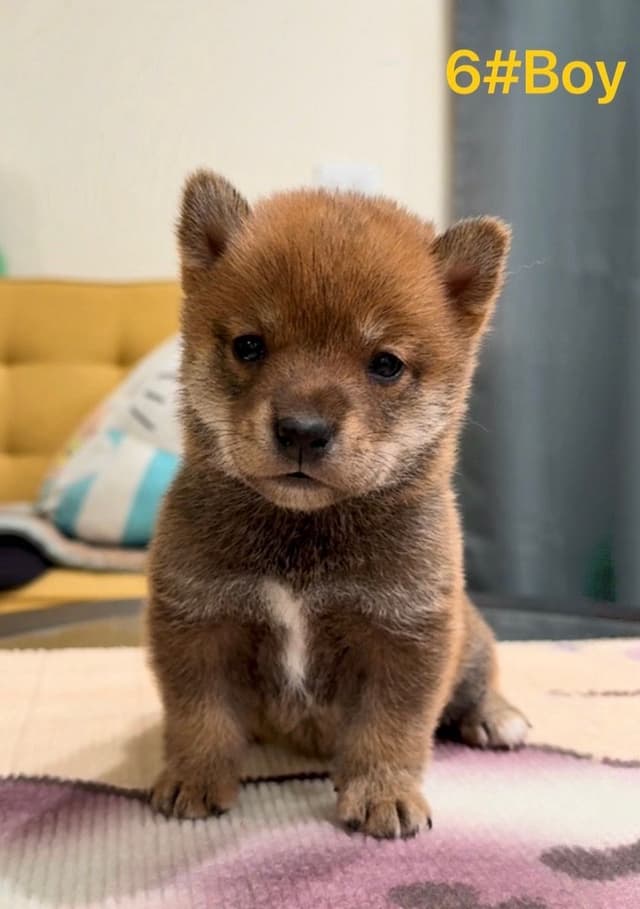 Shiba Inu Puppies media 10