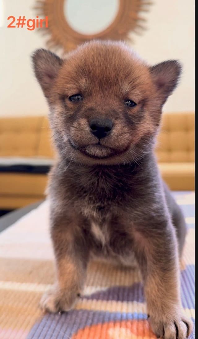 Shiba Inu Puppies media 7