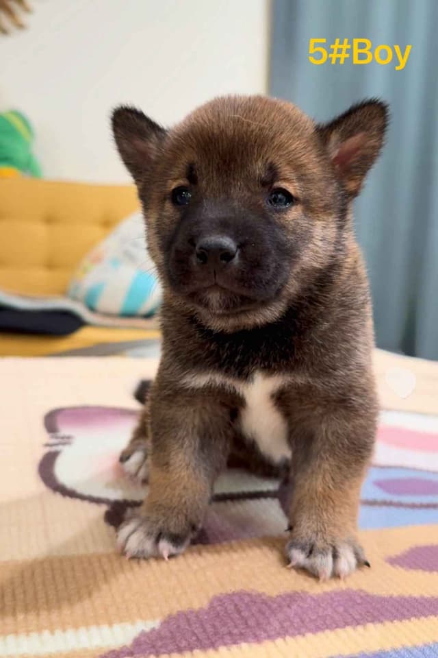 Shiba Inu Puppies media 4