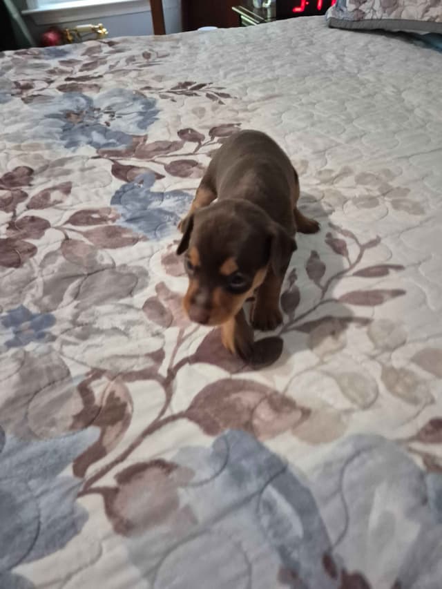 Memorial Day Miniature Pinscher Puppies media 2
