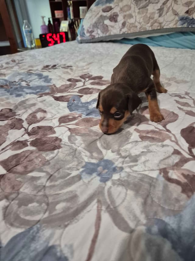 Memorial Day Miniature Pinscher Puppies media 3
