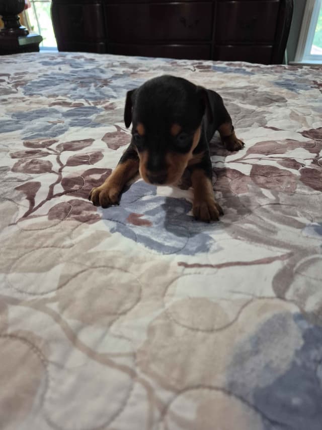 Memorial Day Miniature Pinscher Puppies media 4