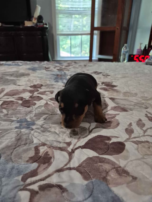 Memorial Day Miniature Pinscher Puppies media 5