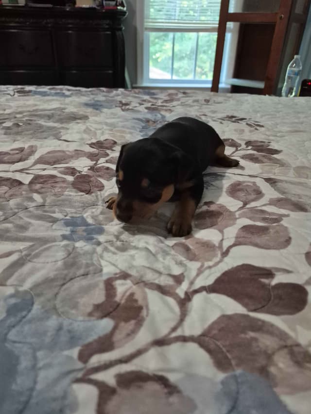 Memorial Day Miniature Pinscher Puppies media 6