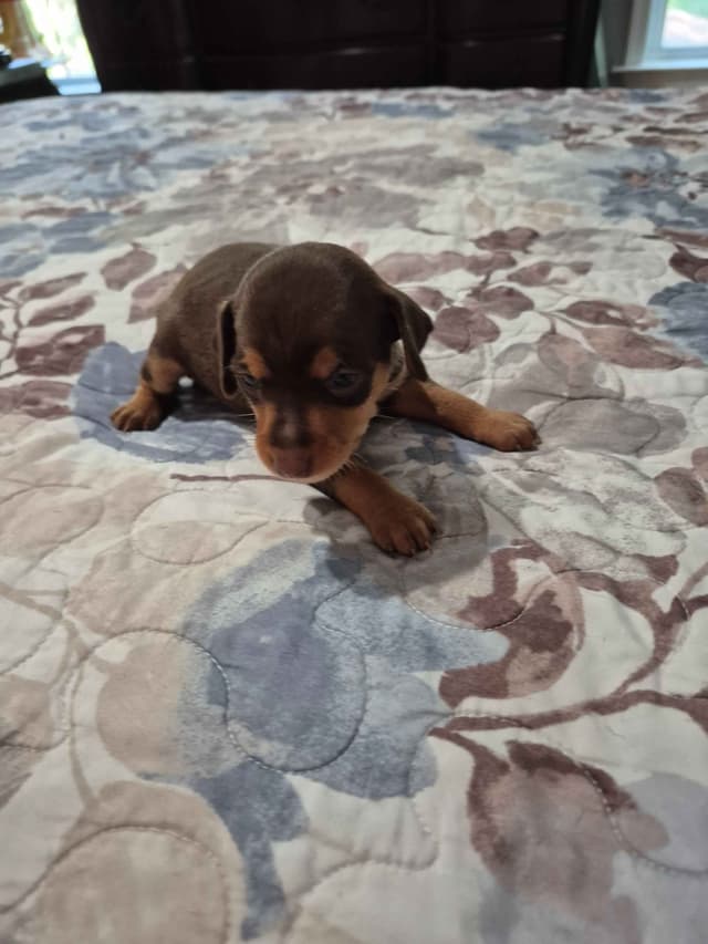 Memorial Day Miniature Pinscher Puppies media 7