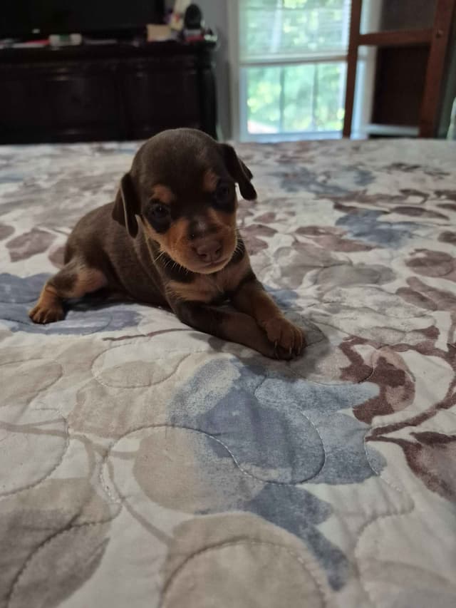 Memorial Day Miniature Pinscher Puppies media 8