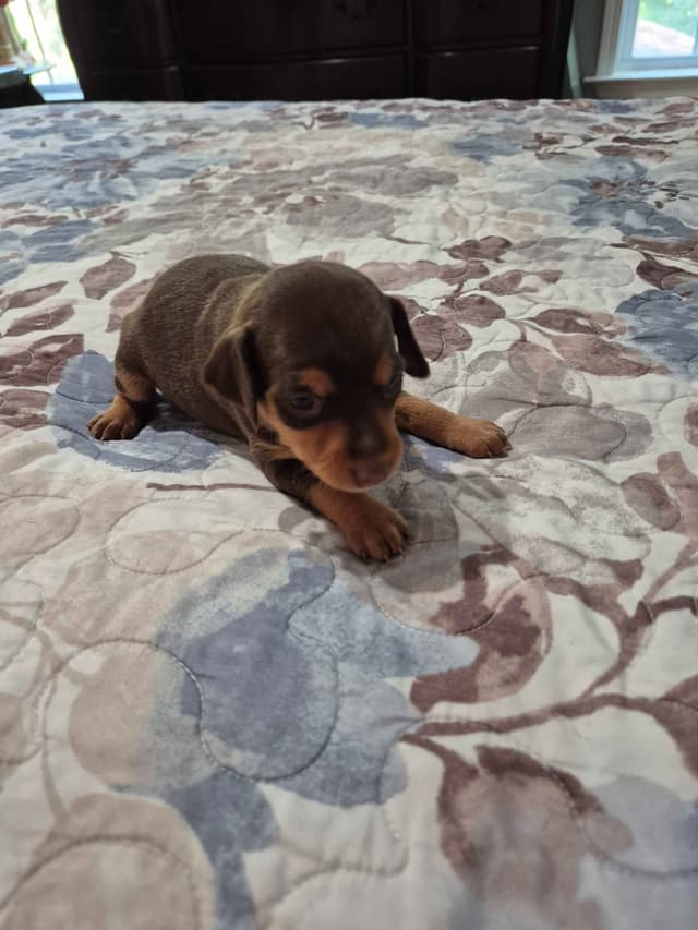 Memorial Day Miniature Pinscher Puppies media 9
