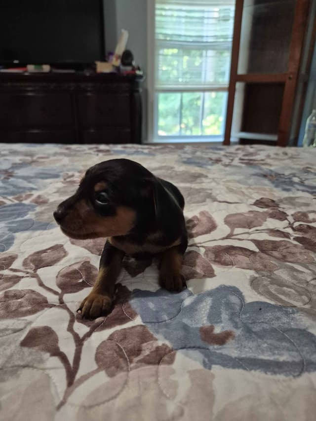 Memorial Day Miniature Pinscher Puppies media 11