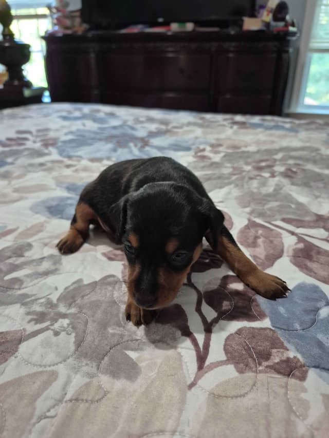 Memorial Day Miniature Pinscher Puppies media 12