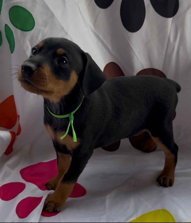 Miniature Pinscher Puppies media 2