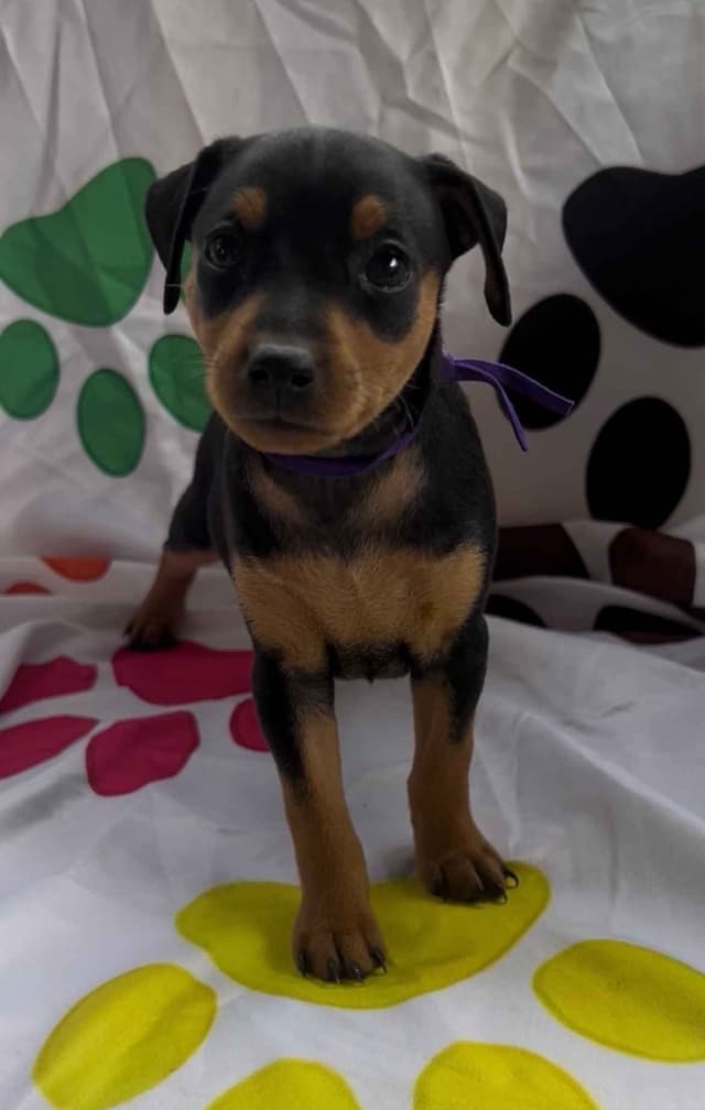 Miniature Pinscher Puppies media 6