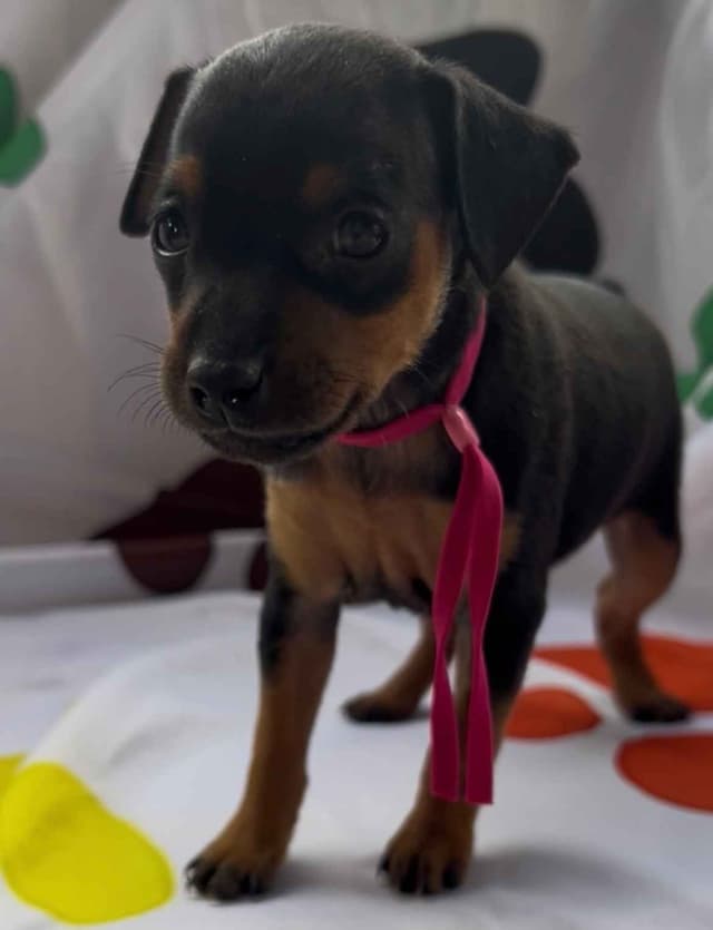 Miniature Pinscher Puppies media 3