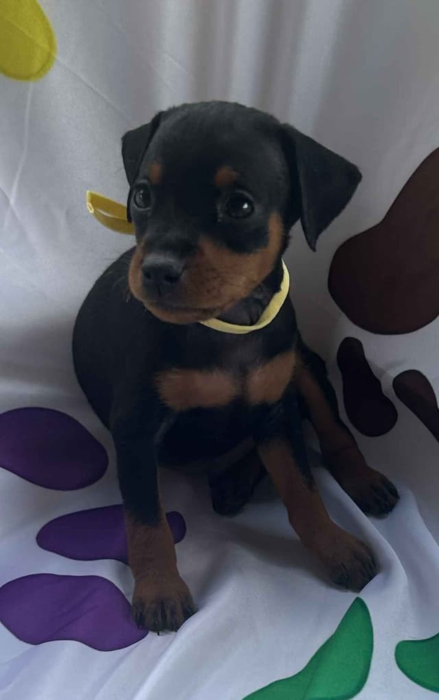 Miniature Pinscher Puppies media 4