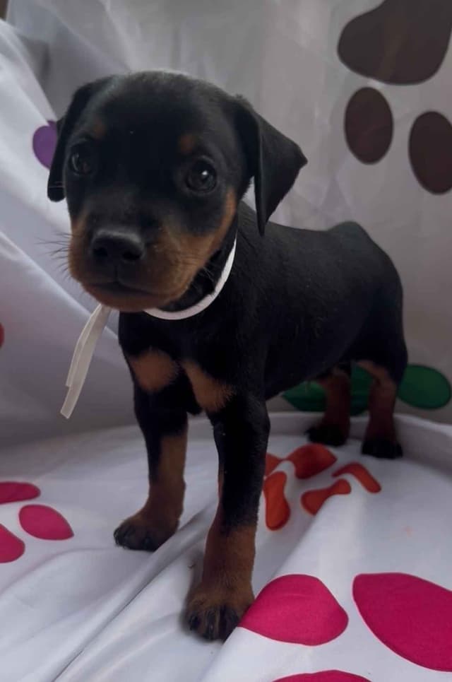 Miniature Pinscher Puppies media 5