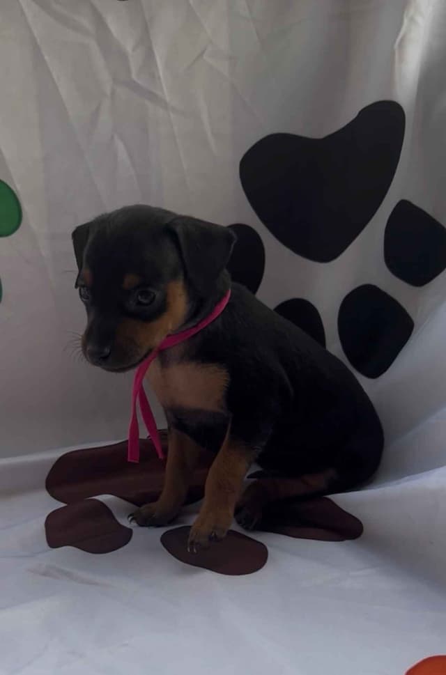 Miniature Pinscher Puppies media 7