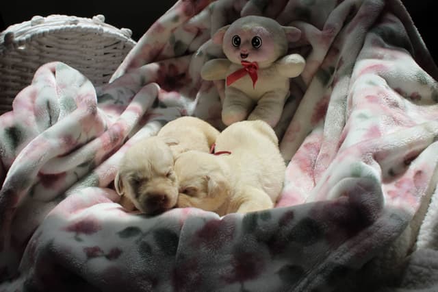 Labrador Retriever Puppies media 7