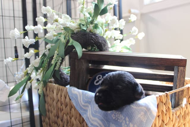 Labrador Retriever Puppies media 8