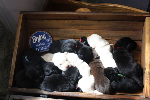 Labrador Retriever Puppies media 9