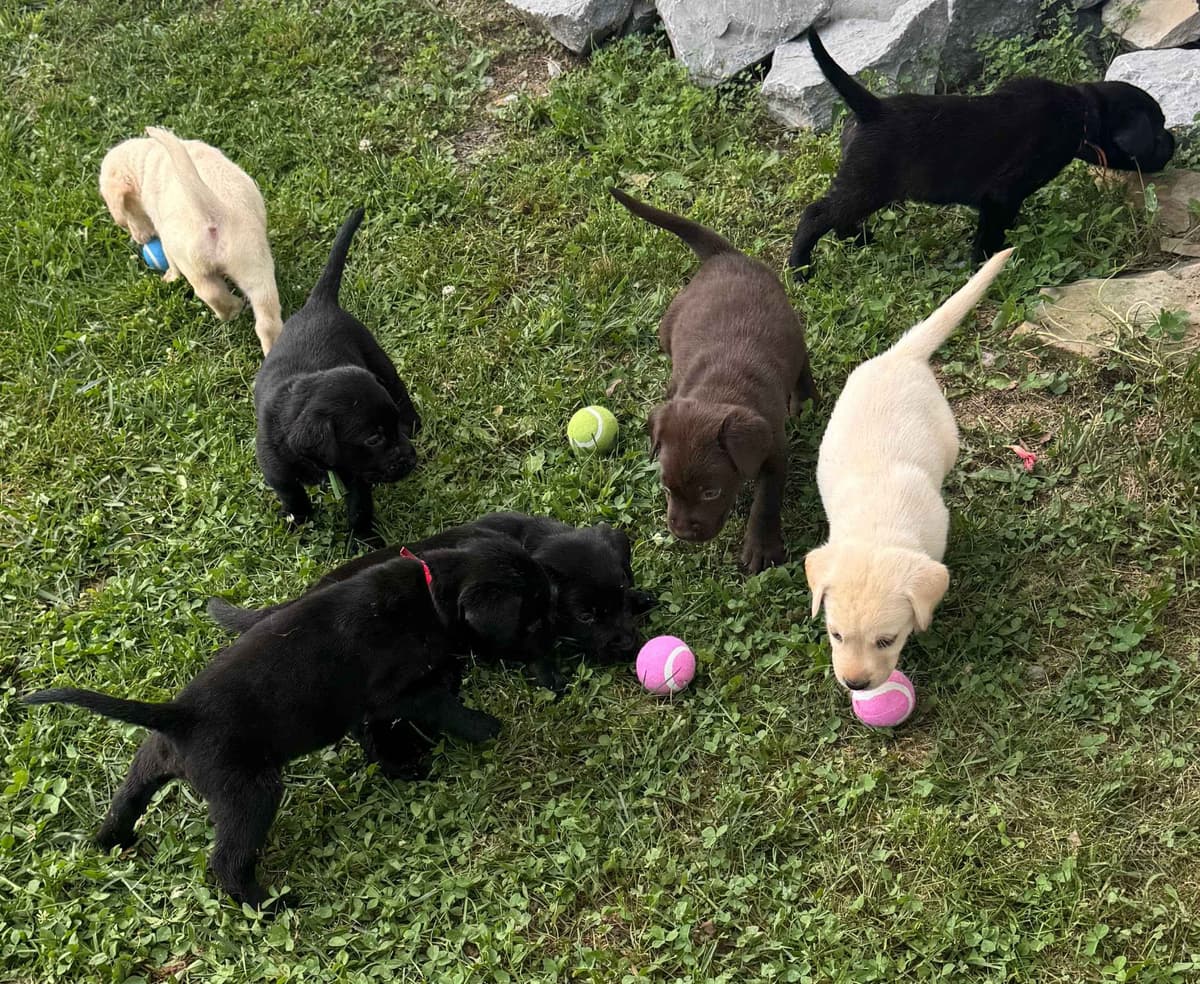 Labrador Retriever Puppies breeder image 1