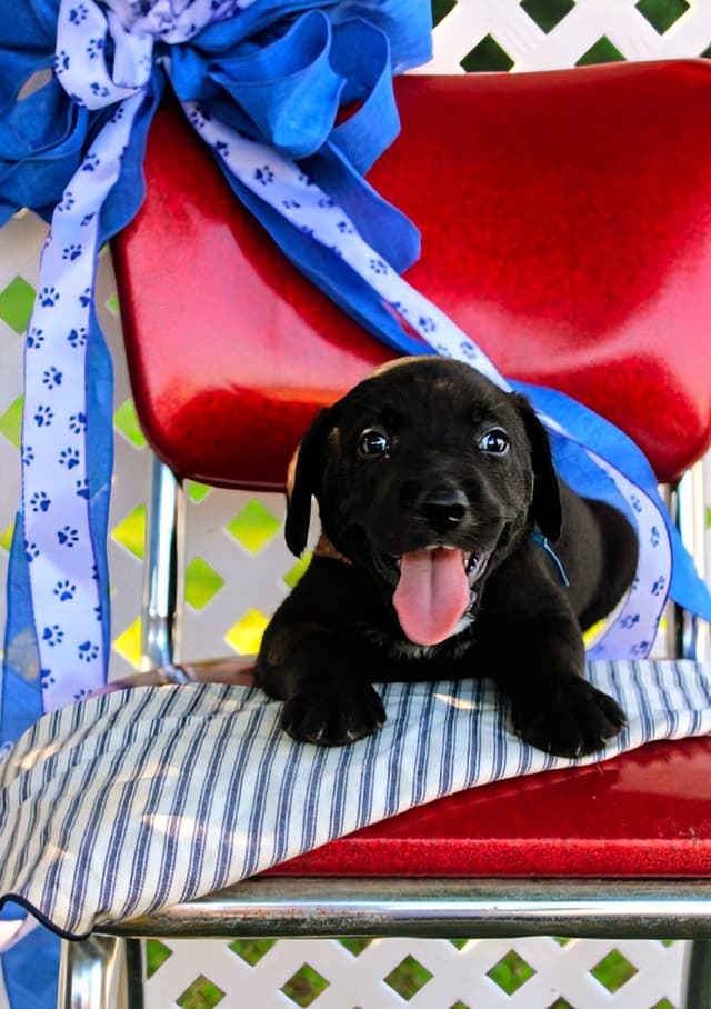 Labrador Retriever Puppies media 2